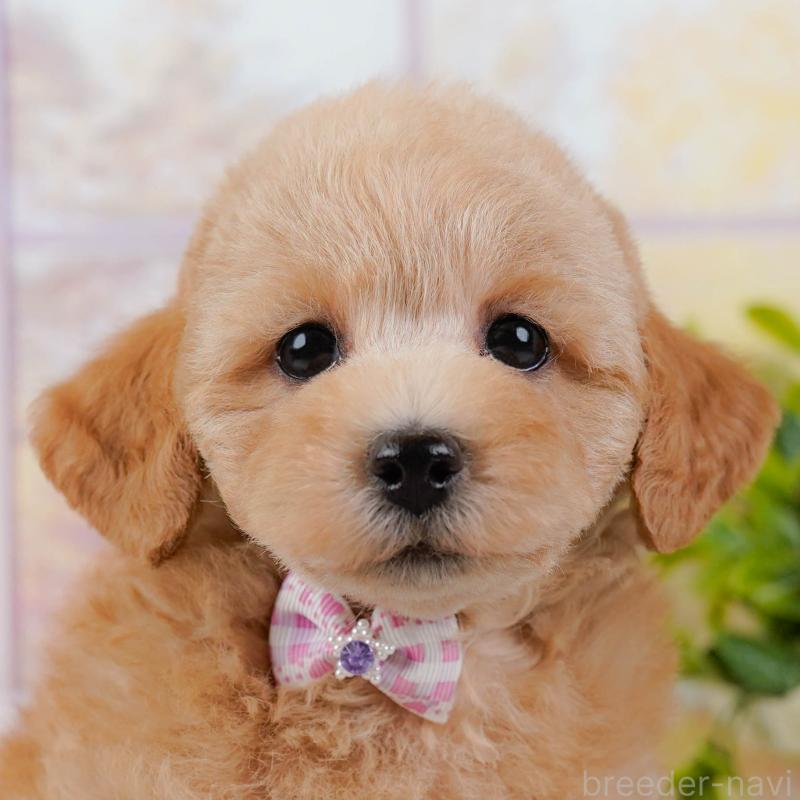 販売中の神奈川県のトイプードル-438997