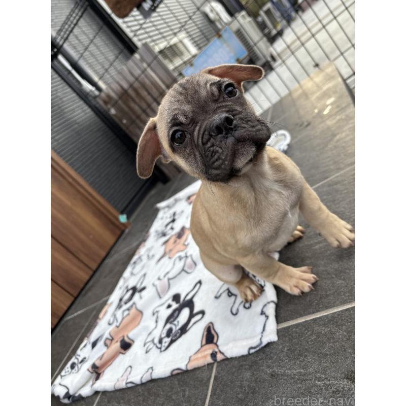 販売中の京都府のフレンチブルドッグ-422756の10枚目