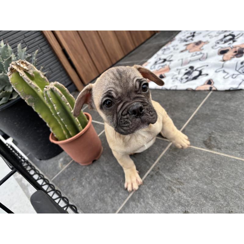 販売中の京都府のフレンチブルドッグ-422756の9枚目