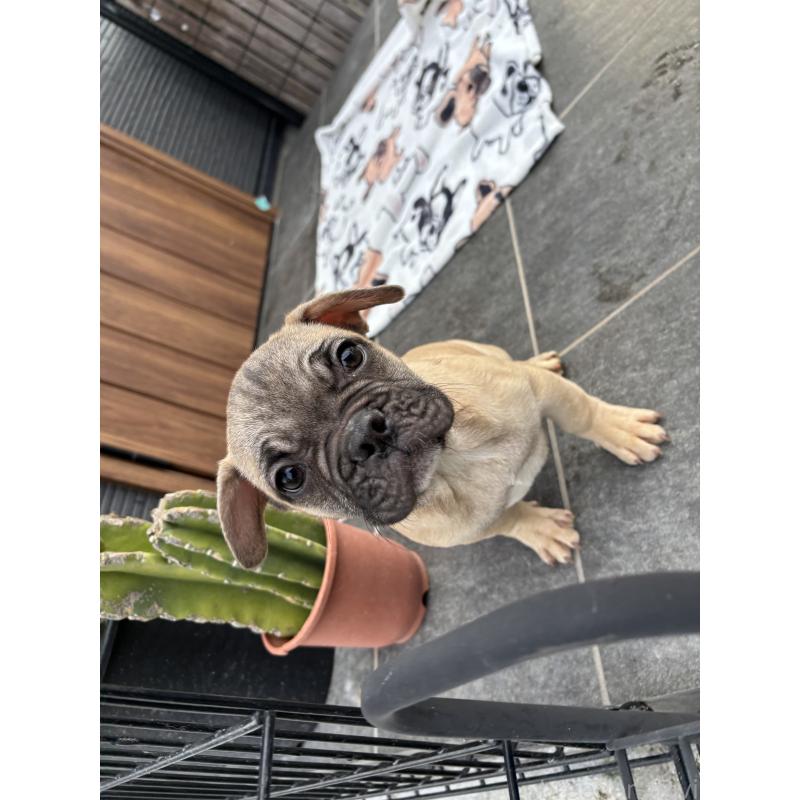 販売中の京都府のフレンチブルドッグ-422756の8枚目