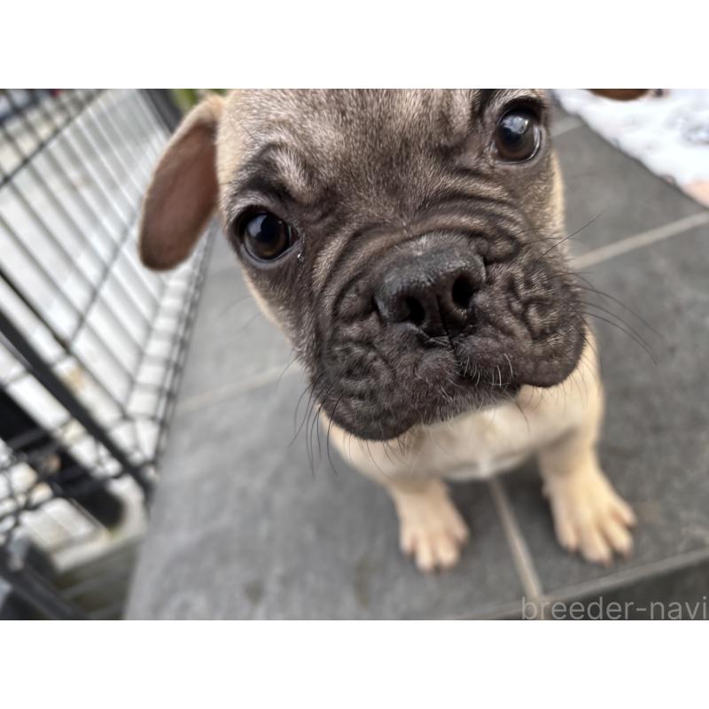 販売中の京都府のフレンチブルドッグ-422756の7枚目