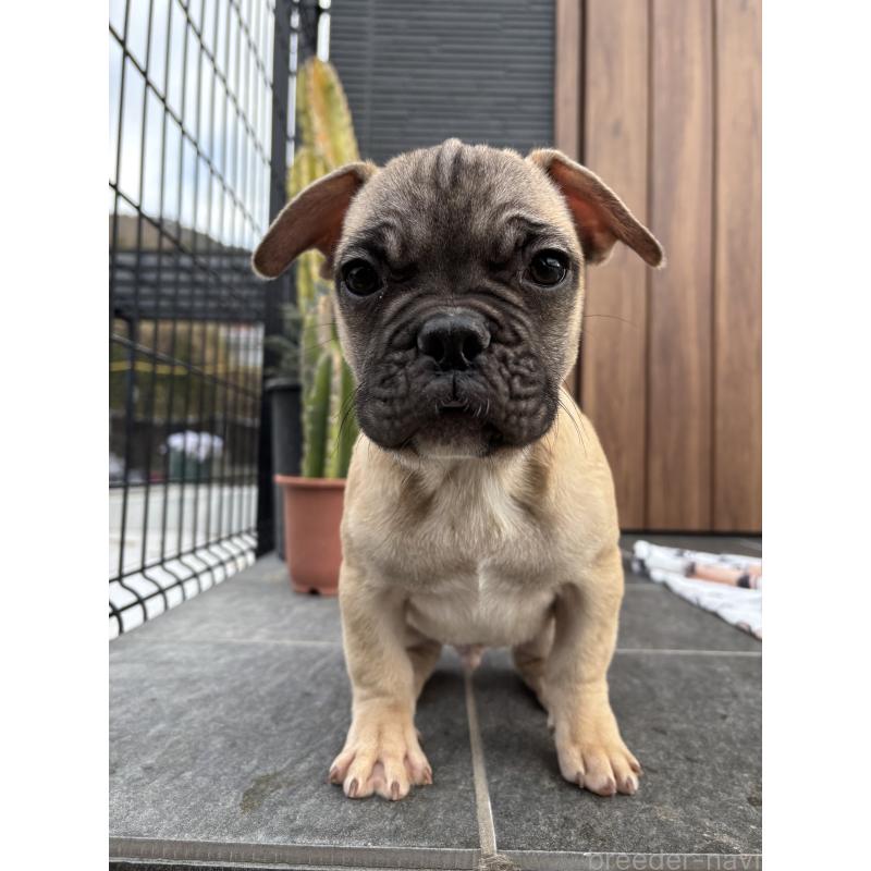 販売中の京都府のフレンチブルドッグ-422756の6枚目