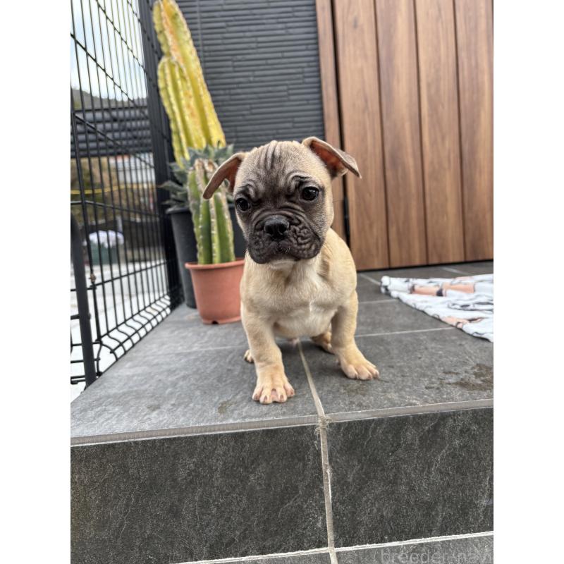 販売中の京都府のフレンチブルドッグ-422756の4枚目