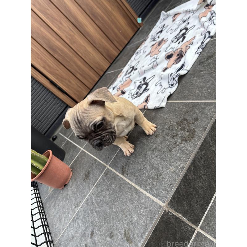 販売中の京都府のフレンチブルドッグ-422756の3枚目