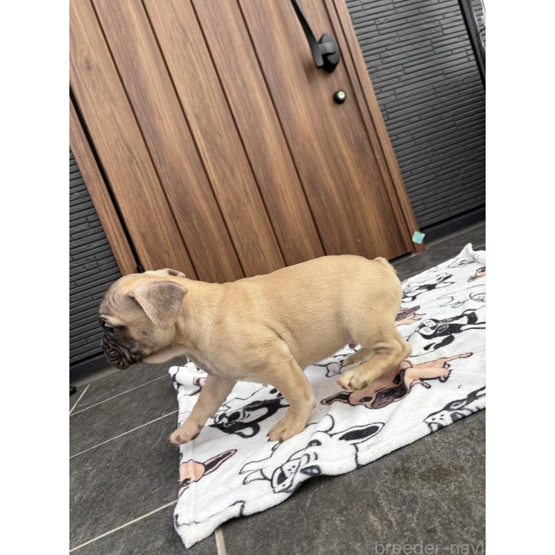 販売中の京都府のフレンチブルドッグ-422756の2枚目