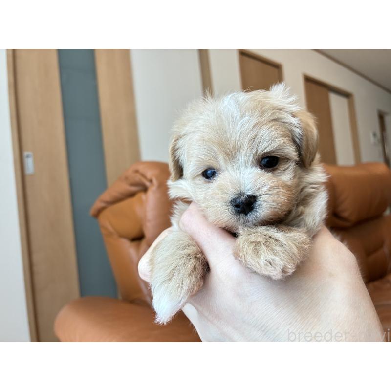 販売中の静岡県のミックス犬-438999の3枚目