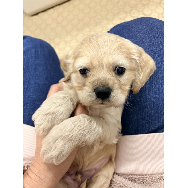 販売中の千葉県のアメリカンコッカースパニエル-439000の4枚目