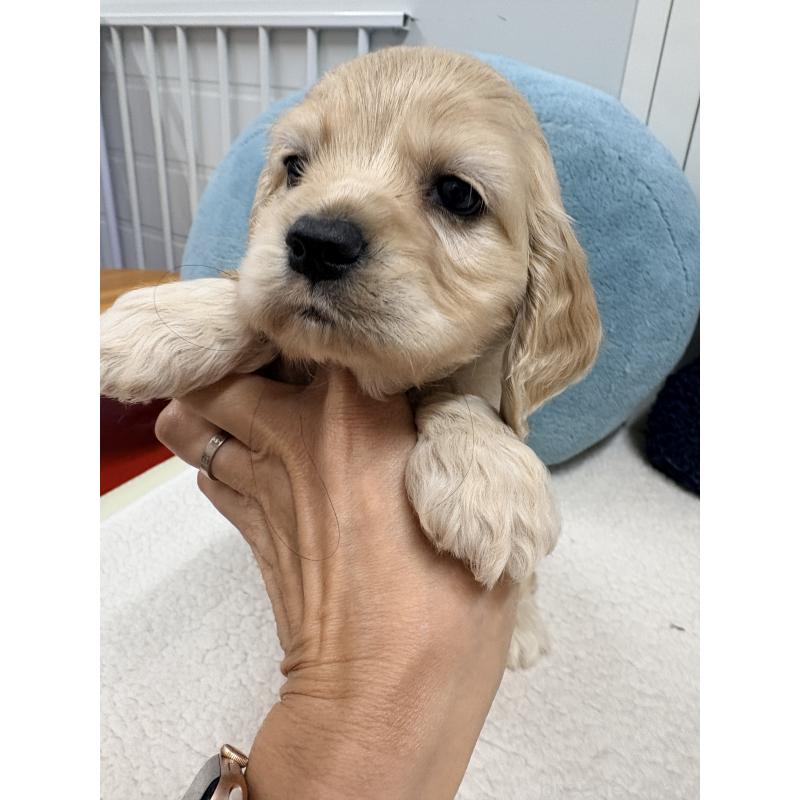 販売中の千葉県のアメリカンコッカースパニエル-439000の3枚目