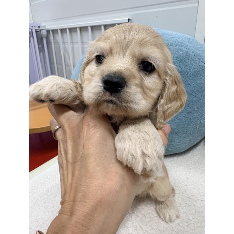 販売中の千葉県のアメリカンコッカースパニエル-439000の2枚目