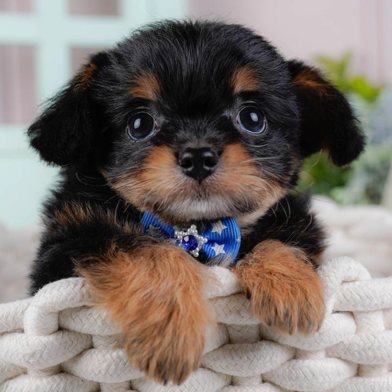 販売中の神奈川県のチワプー:チワワ×トイプードル-439006