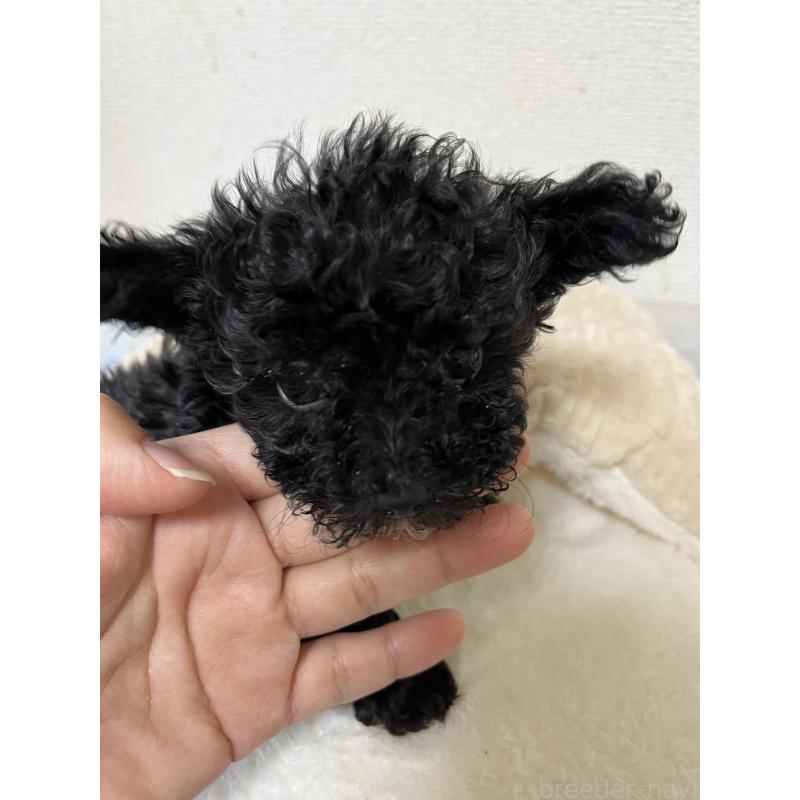 販売中の熊本県のタイニープードル-433457