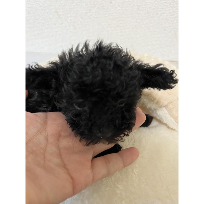 販売中の熊本県のタイニープードル-433457の3枚目