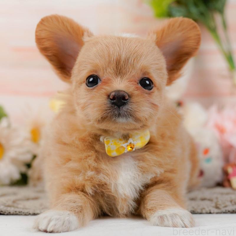 販売中の神奈川県のチワプー:チワワ×トイプードル-439007