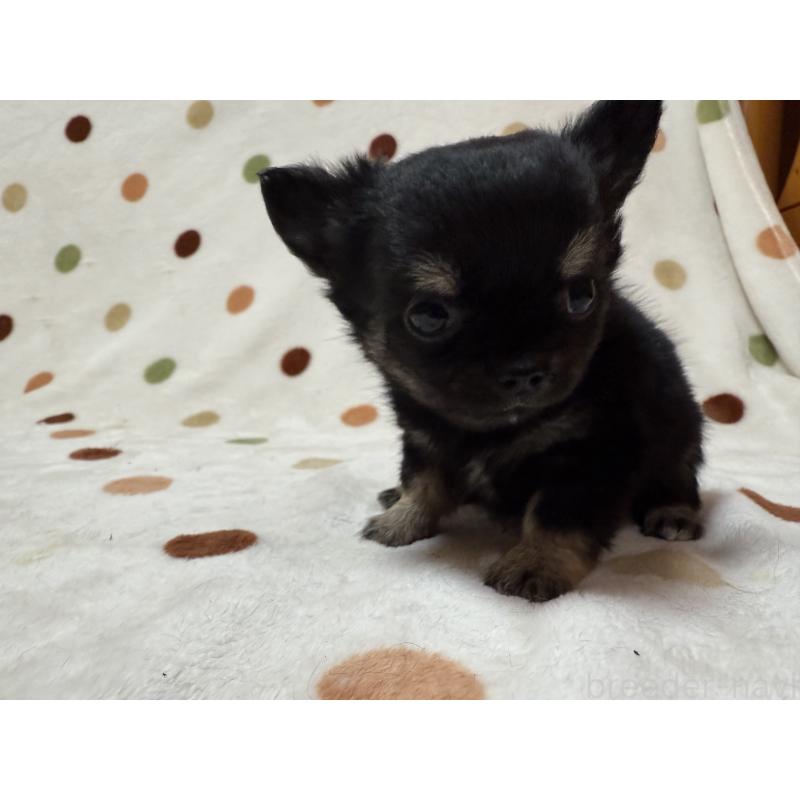 成約済の岐阜県のチワワ(ロングコート)-437769の4枚目