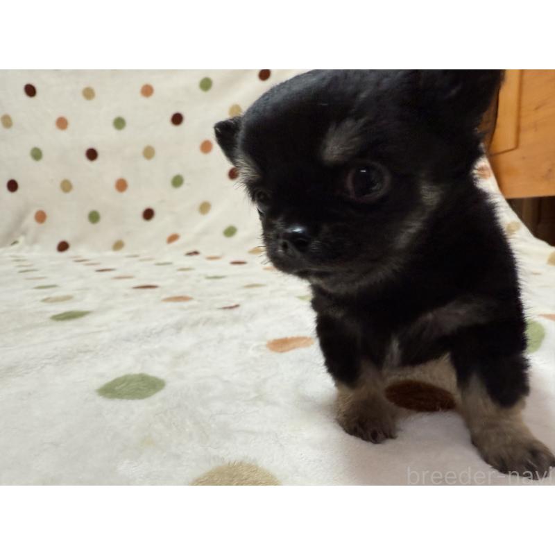 成約済の岐阜県のチワワ(ロングコート)-437769の3枚目