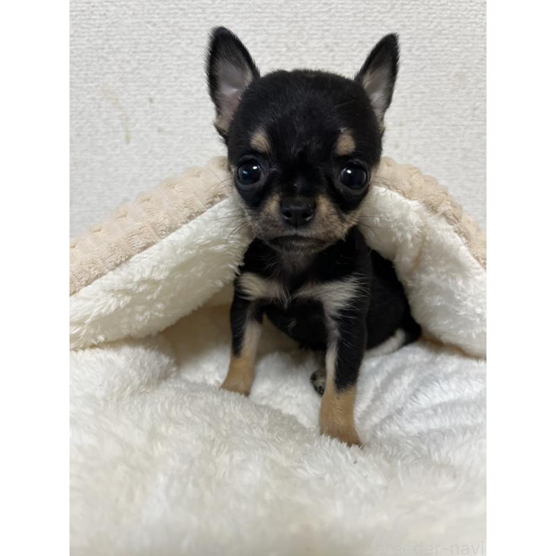 商談中の熊本県のチワワ(スムースコート)-431862の1枚目