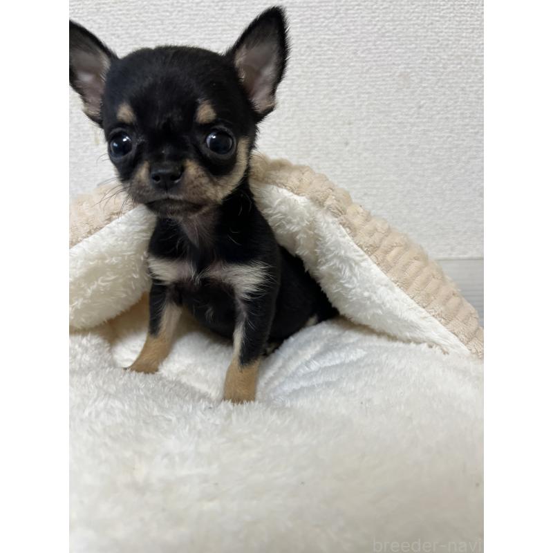 商談中の熊本県のチワワ(スムースコート)-431862の5枚目