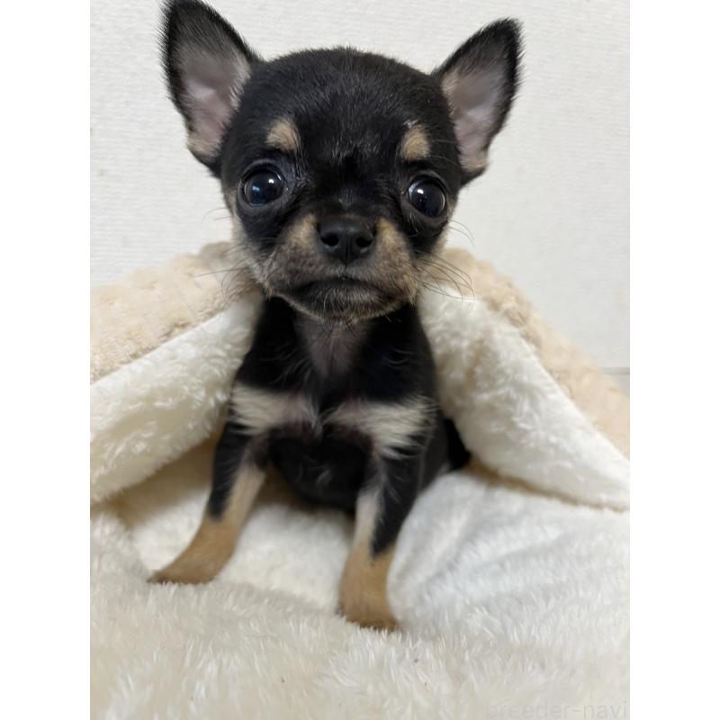 商談中の熊本県のチワワ(スムースコート)-431862の4枚目