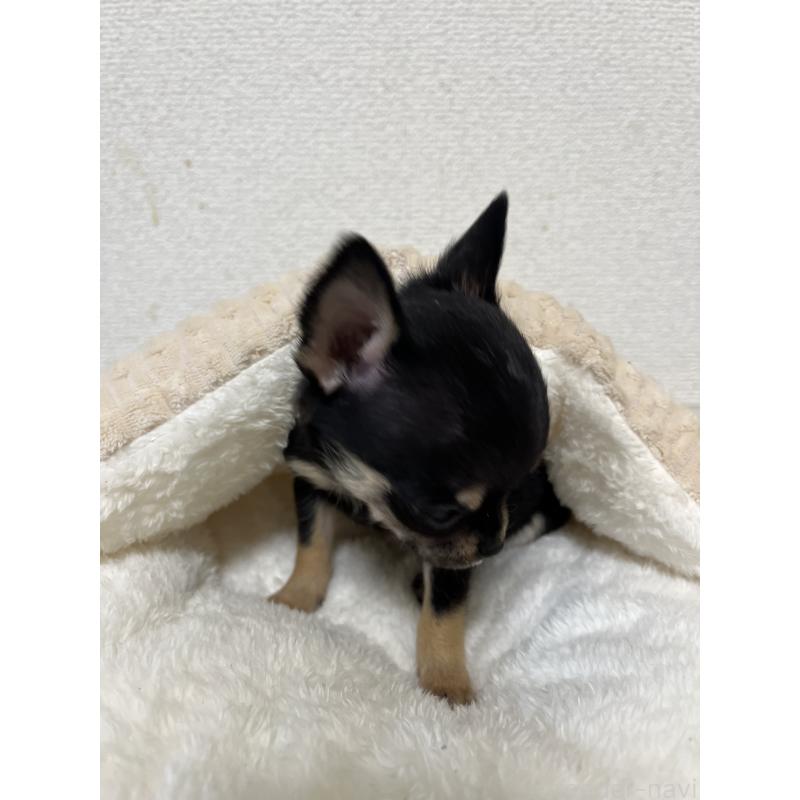 商談中の熊本県のチワワ(スムースコート)-431862の3枚目