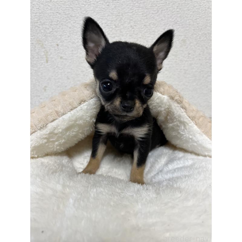 商談中の熊本県のチワワ(スムースコート)-431862の2枚目