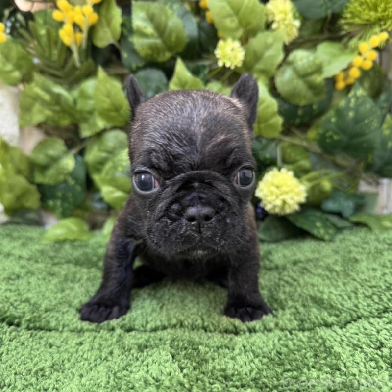 販売中の愛知県のフレンチブルドッグ-439009の6枚目