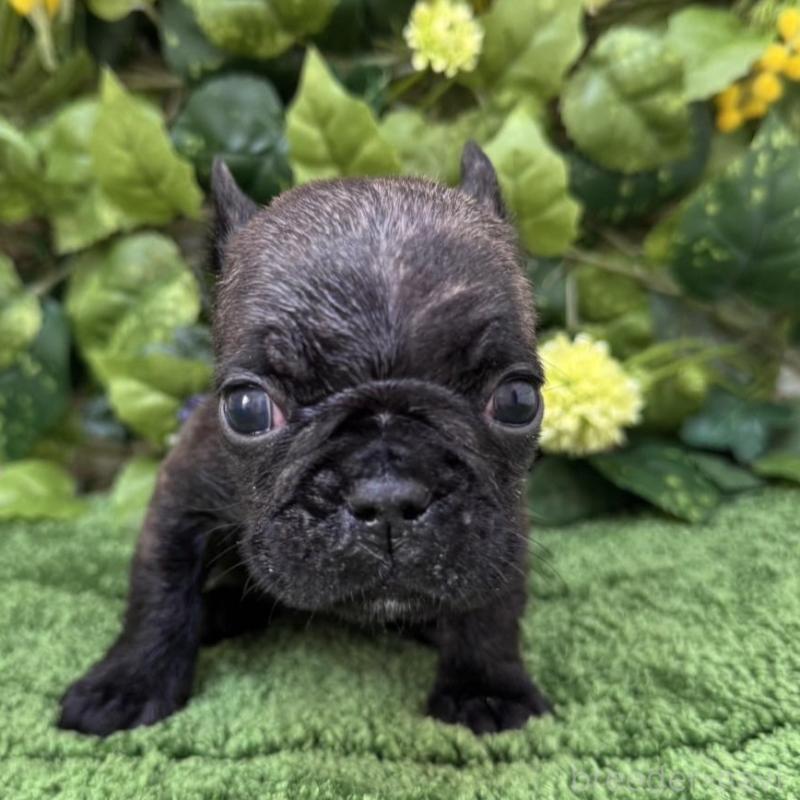 販売中の愛知県のフレンチブルドッグ-439009の5枚目