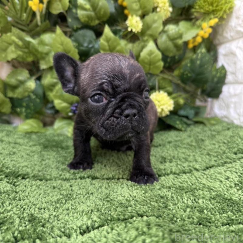販売中の愛知県のフレンチブルドッグ-439009の4枚目