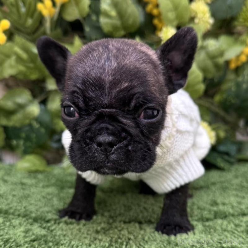 販売中の愛知県のフレンチブルドッグ-439009の3枚目
