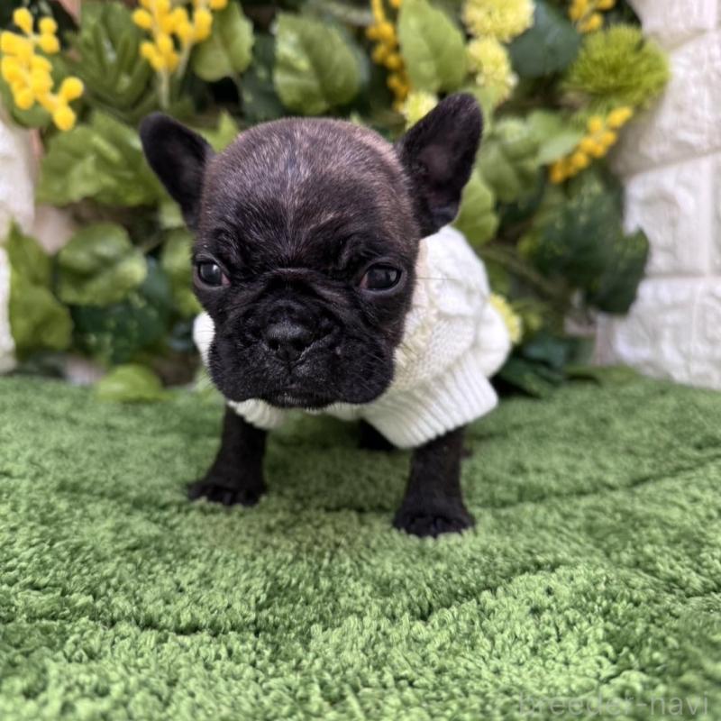 販売中の愛知県のフレンチブルドッグ-439009の2枚目