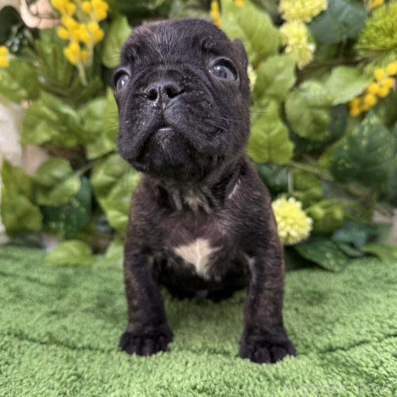 販売中の愛知県のフレンチブルドッグ-439010の4枚目