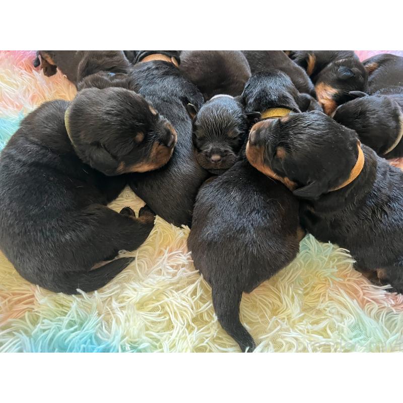 販売中の愛知県のロットワイラー-437024