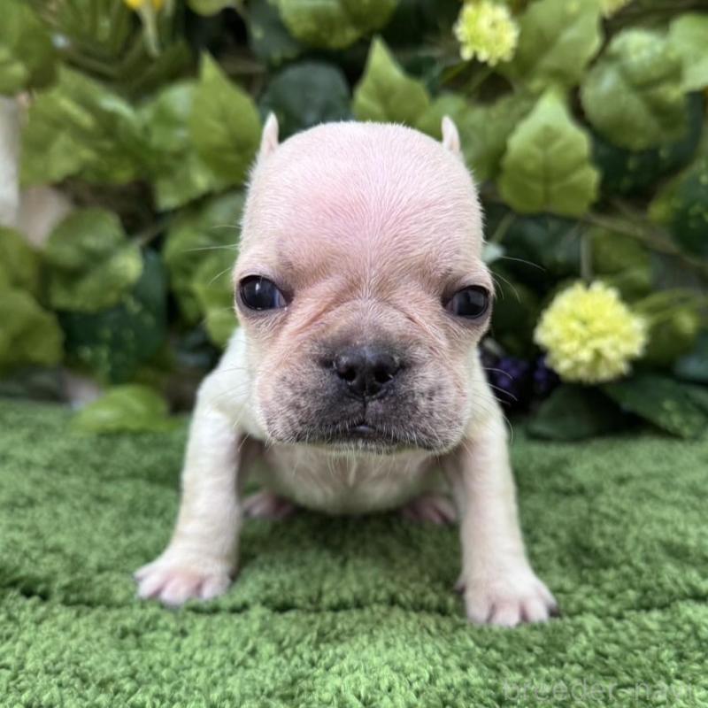 販売中の愛知県のフレンチブルドッグ-439012の5枚目