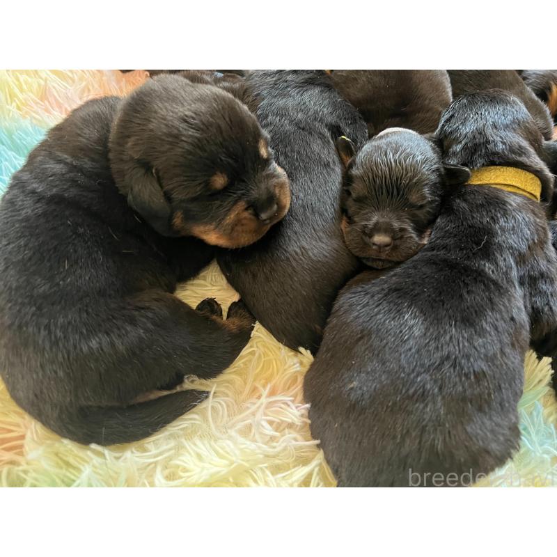 販売中の愛知県のロットワイラー-437023