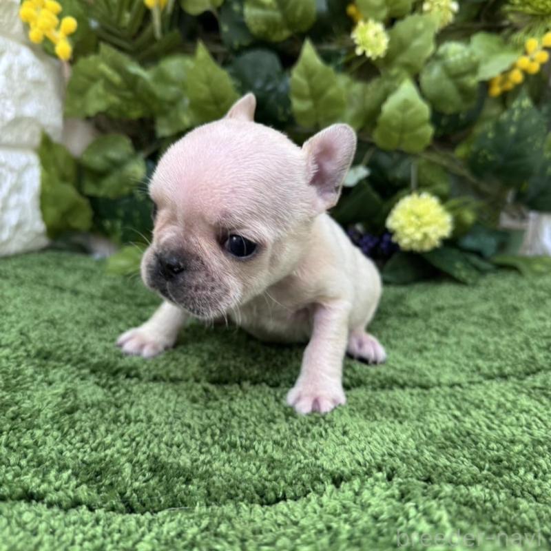 販売中の愛知県のフレンチブルドッグ-439012の4枚目