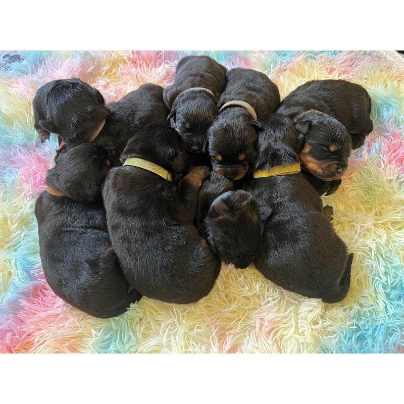 販売中の愛知県のロットワイラー-437025