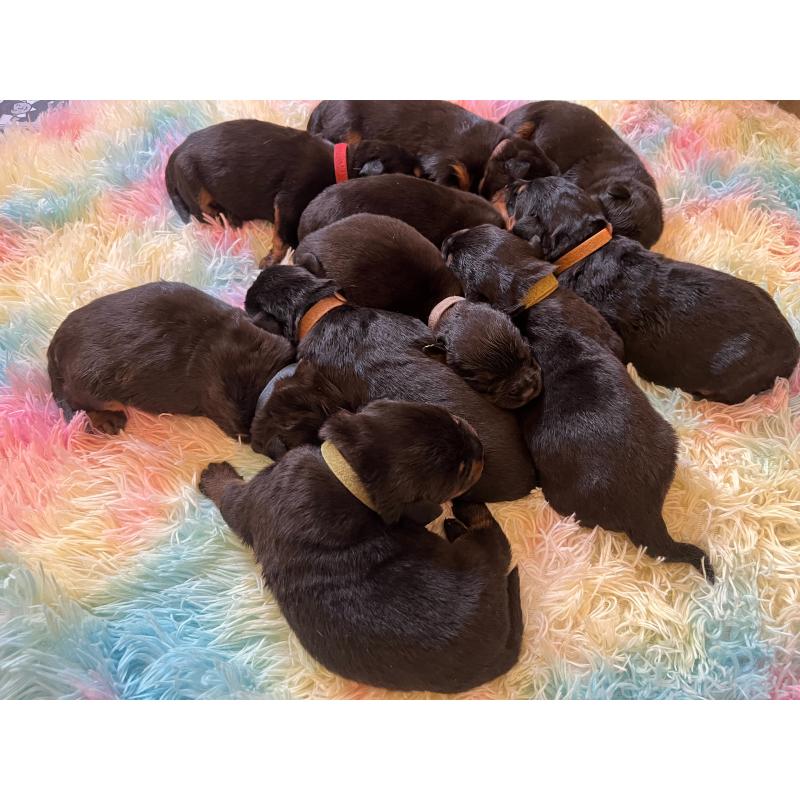 販売中の愛知県のロットワイラー-437026