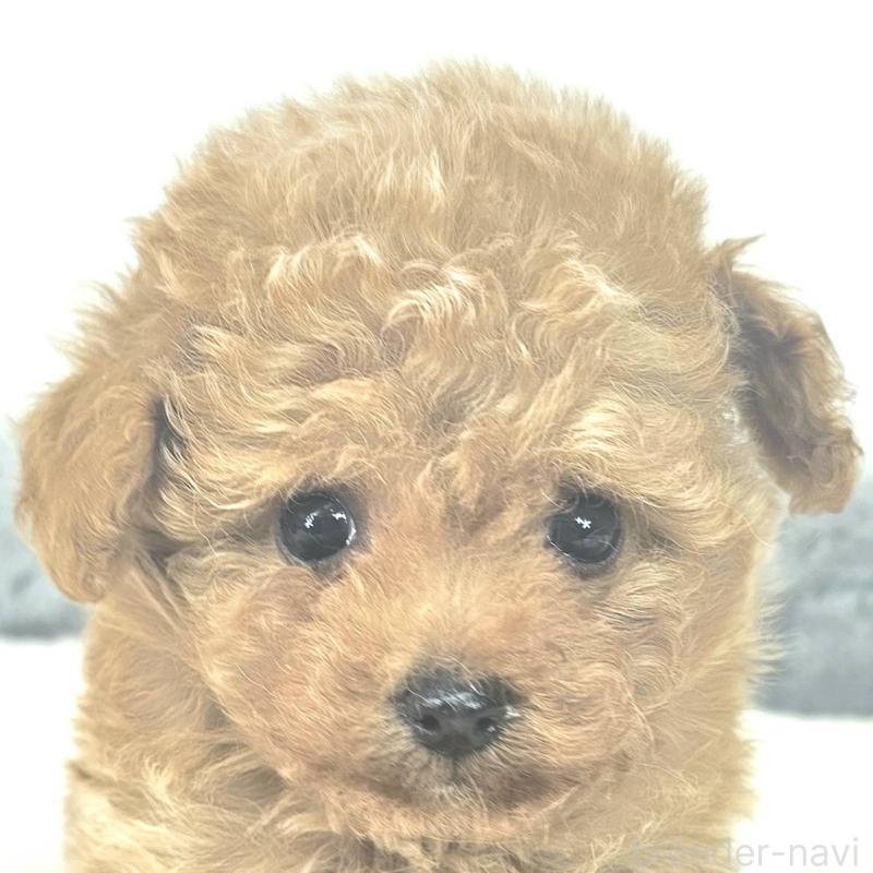 販売中の茨城県のマルプー:マルチーズ×トイプードル-439013