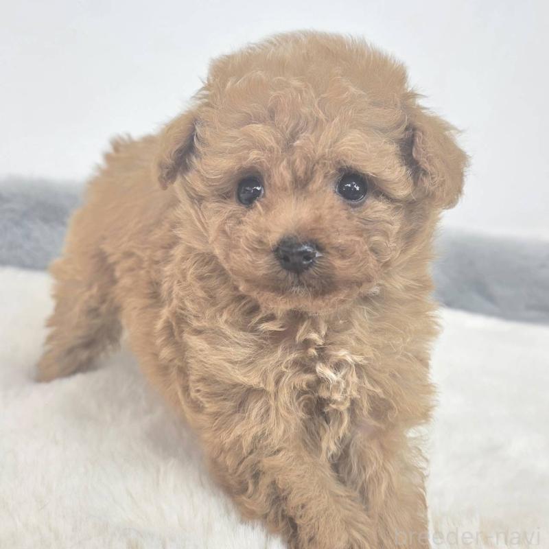 販売中の茨城県のマルプー:マルチーズ×トイプードル-439013の6枚目