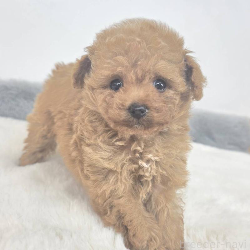 販売中の茨城県のマルプー:マルチーズ×トイプードル-439013の5枚目