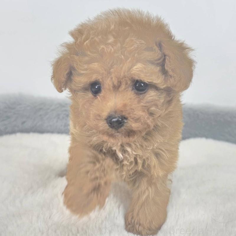 販売中の茨城県のマルプー:マルチーズ×トイプードル-439013の4枚目