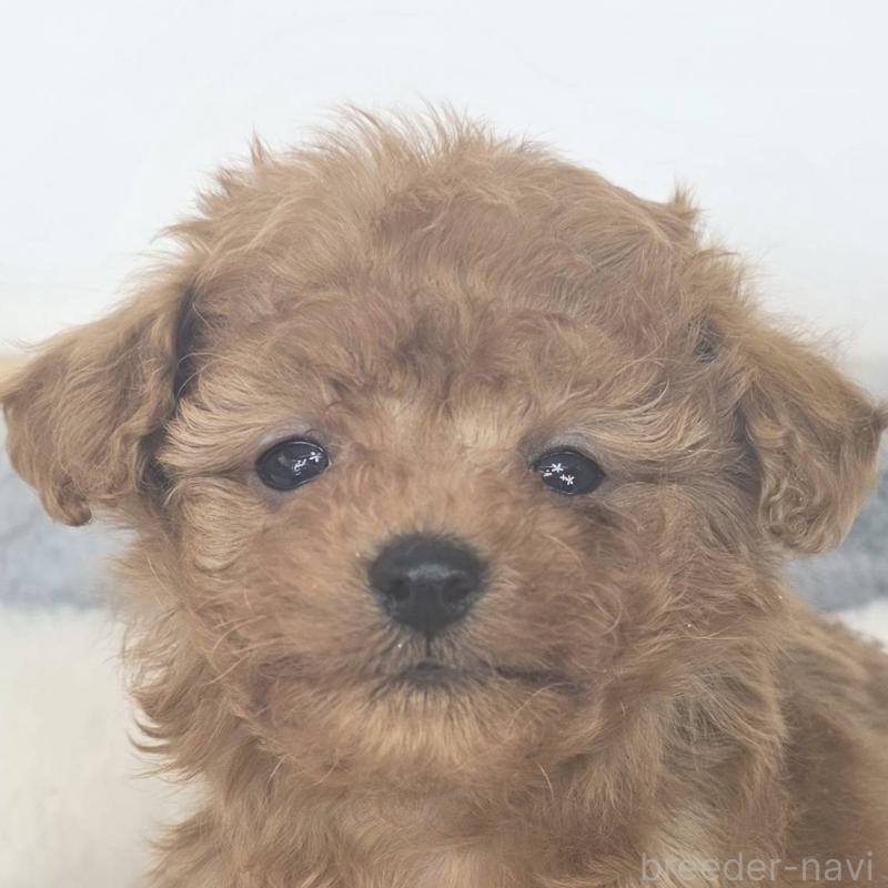 販売中の茨城県のマルプー:マルチーズ×トイプードル-439014