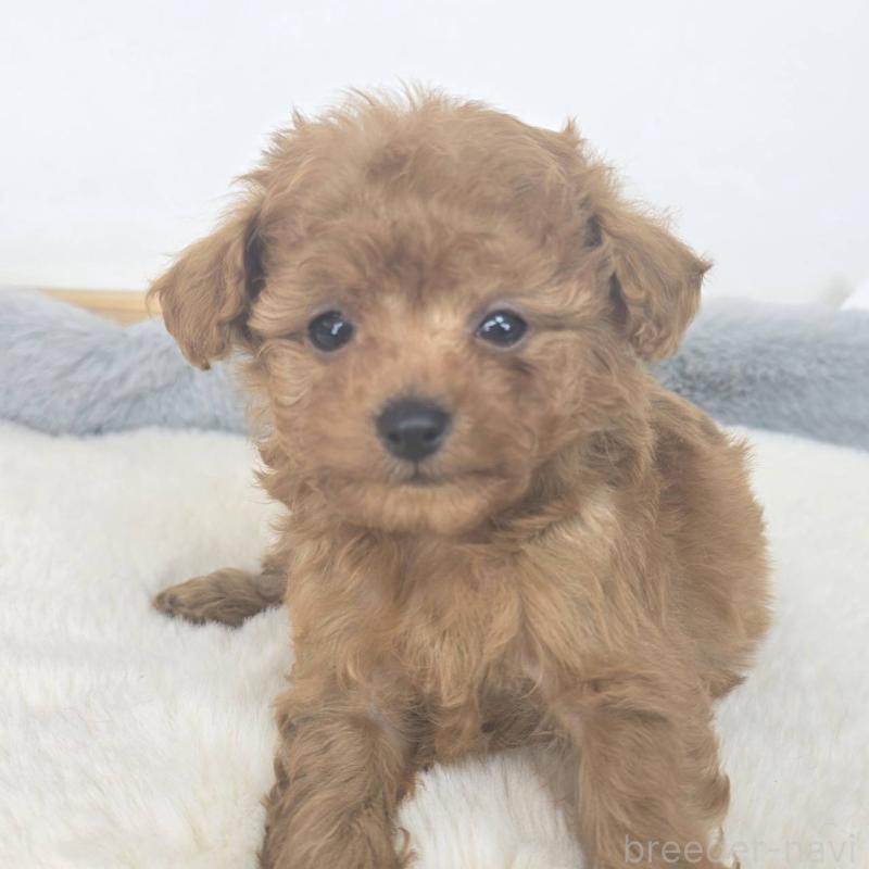 販売中の茨城県のマルプー:マルチーズ×トイプードル-439014の6枚目