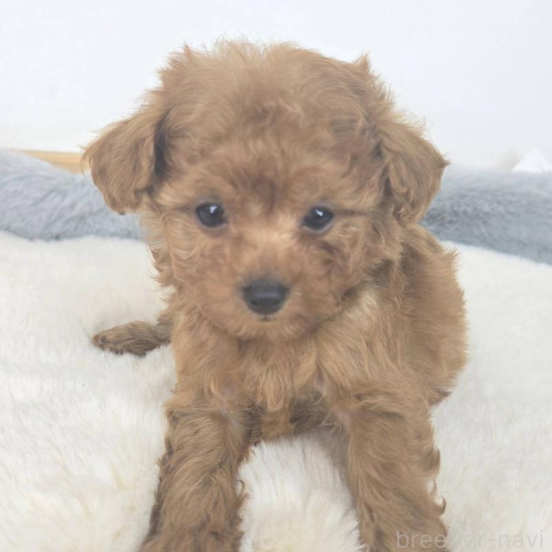 販売中の茨城県のマルプー:マルチーズ×トイプードル-439014の5枚目