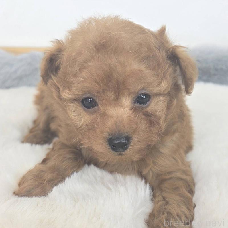 販売中の茨城県のマルプー:マルチーズ×トイプードル-439014の4枚目