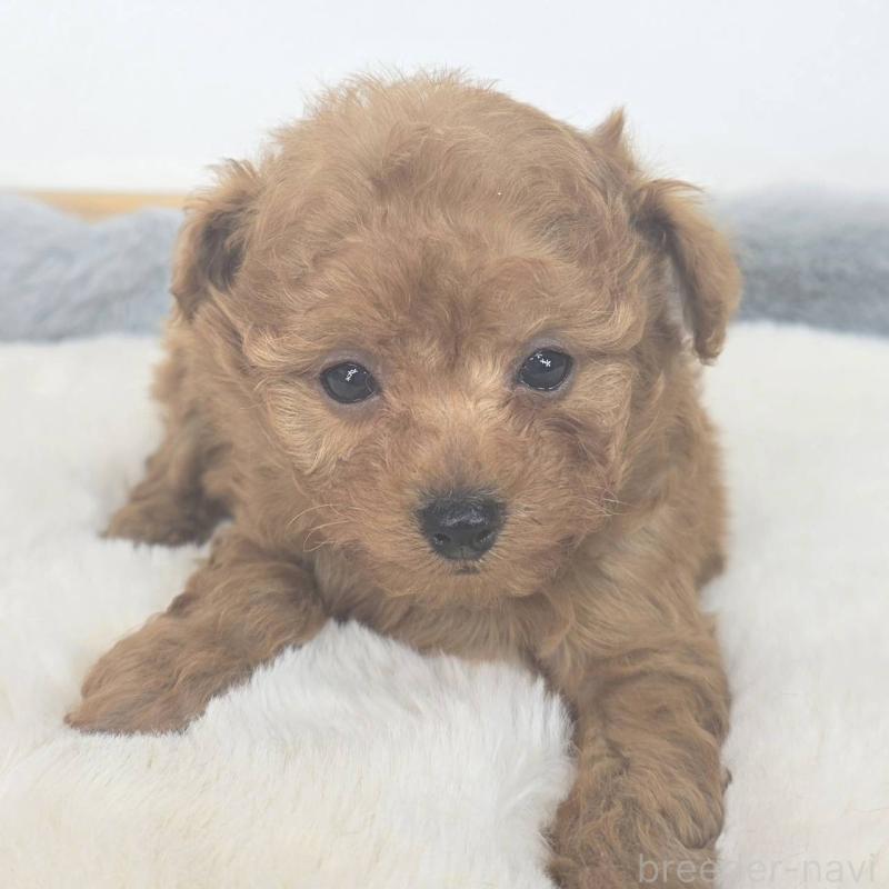 販売中の茨城県のマルプー:マルチーズ×トイプードル-439014の3枚目