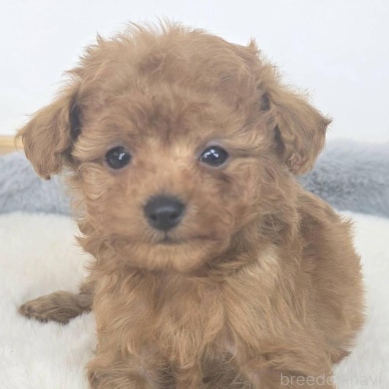 販売中の茨城県のマルプー:マルチーズ×トイプードル-439014の2枚目