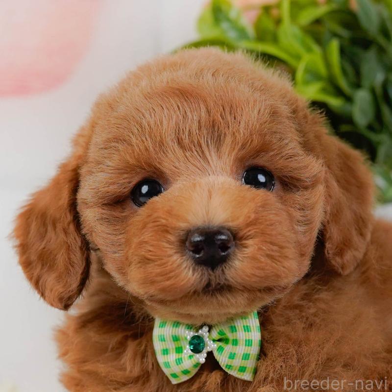 販売中の神奈川県のトイプードル-439015の1枚目