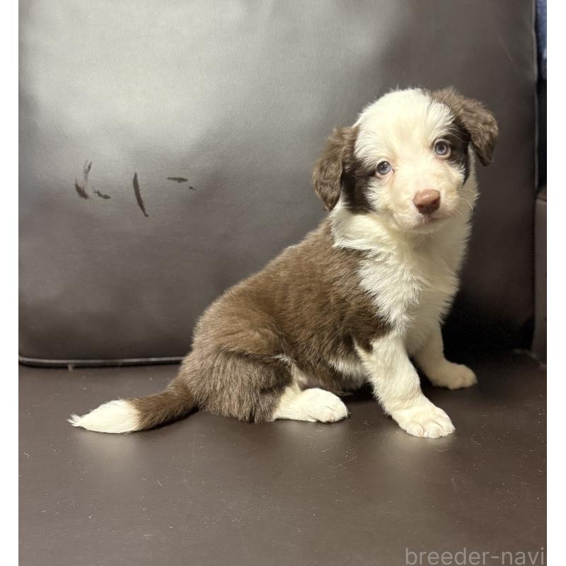 販売中の奈良県のボーダーコリー-439018の7枚目