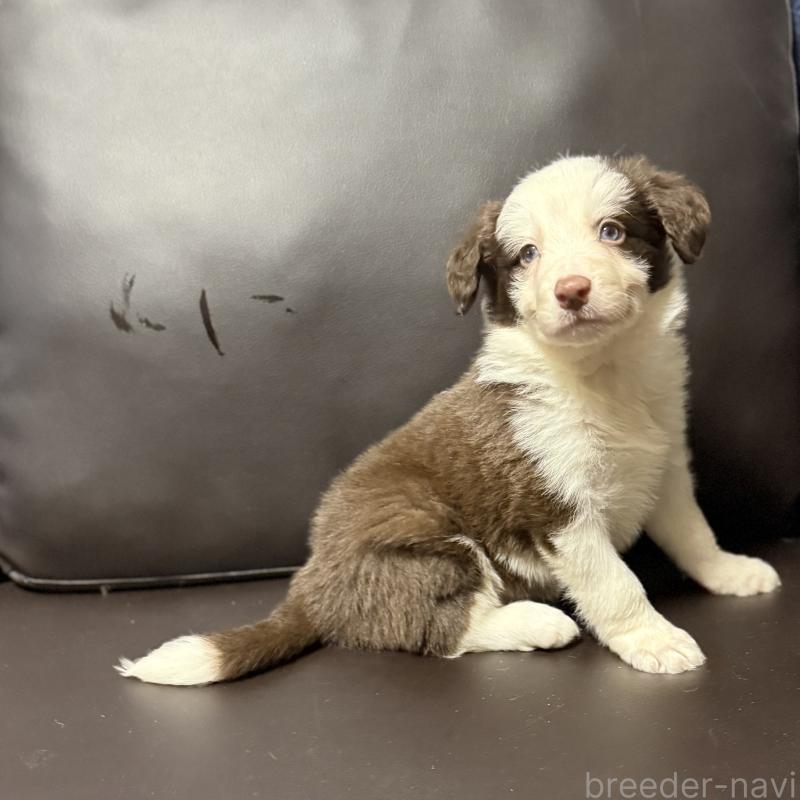 販売中の奈良県のボーダーコリー-439018の6枚目