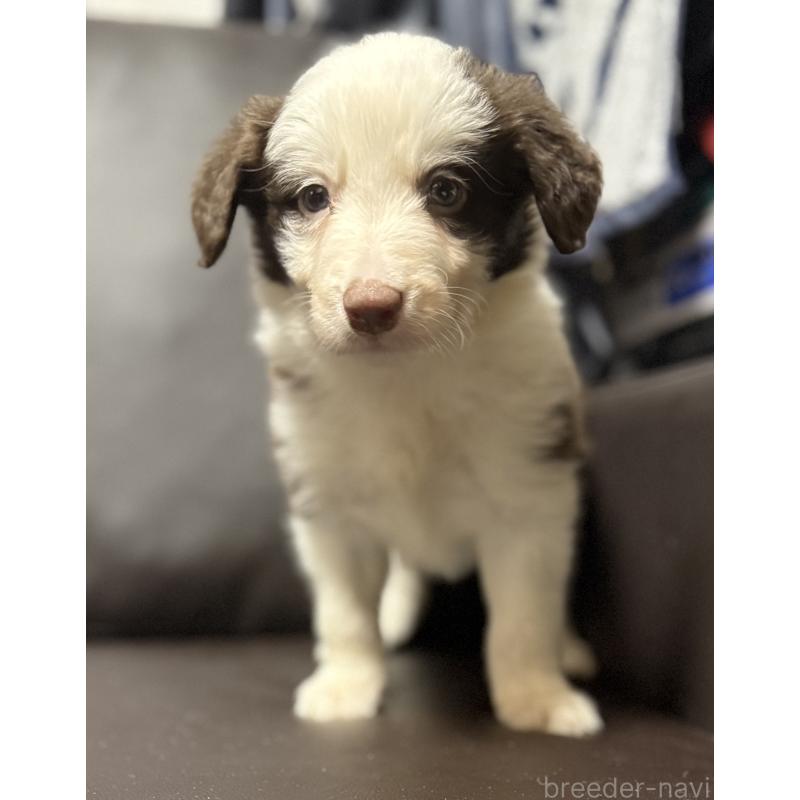 販売中の奈良県のボーダーコリー-439018の5枚目